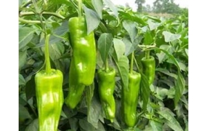 上饒江西蔬菜批發(fā)哪里好