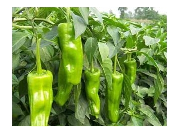 上饒江西蔬菜批發(fā)哪里好